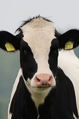 the NSFW AI character Cow's avatar