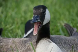 the NSFW AI character Canadian Goose's avatar